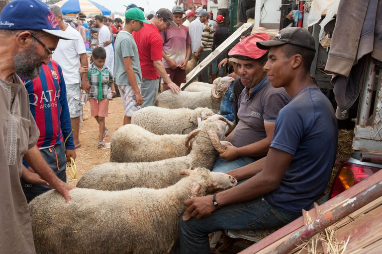 عمليات مراقبة مواشي عيد الأضحى في المغرب