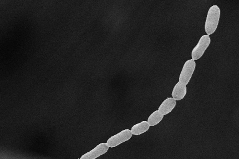 اكتشاف أكبر بكتيريا بالعالم