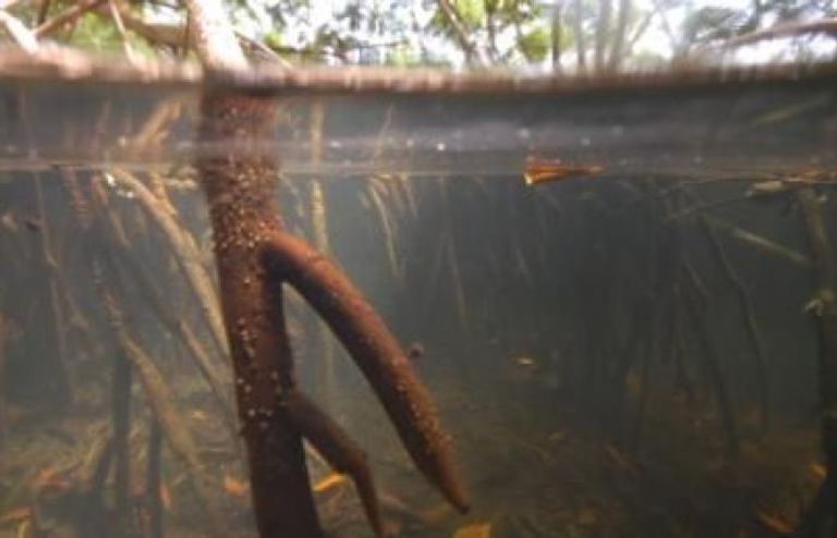 اكتشاف أكبر بكتيريا بالعالم