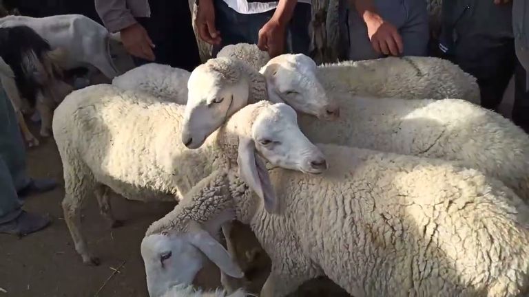 سوق لبيع أضاحي العيد في الجزائر سوق لبيع أضاحي العيد في الجزائر