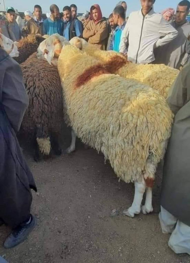 سوق لبيع أضاحي العيد في الجزائر سوق لبيع أضاحي العيد في الجزائر