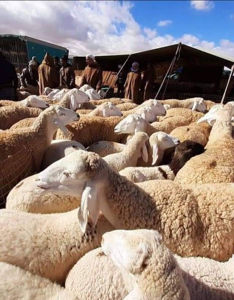 سوق لبيع أضاحي العيد في الجزائر سوق لبيع أضاحي العيد في الجزائر