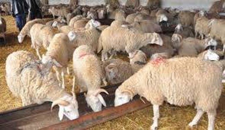 سوق لبيع أضاحي العيد في الجزائر سوق لبيع أضاحي العيد في الجزائر