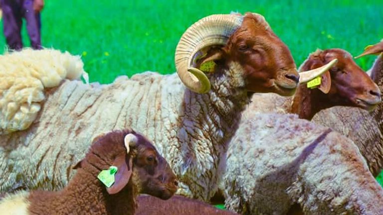 سلالة الدغمة للأغنام النادرة المهدد بالانقراض في الجزائر