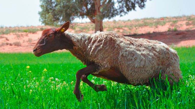 سلالة الدغمة للأغنام النادرة المهدد بالانقراض في الجزائر