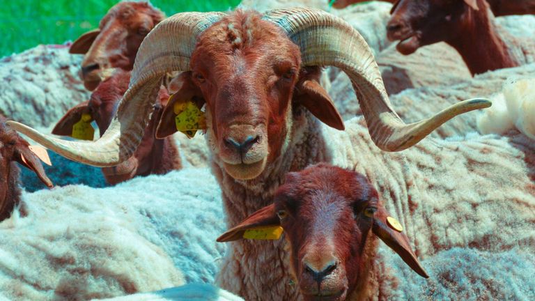 سلالة الدغمة للأغنام النادرة المهدد بالانقراض في الجزائر