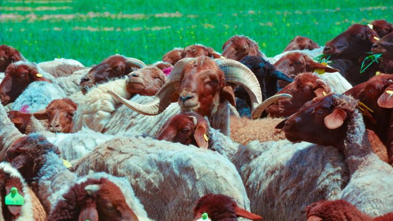 سلالة الدغمة للأغنام النادرة المهدد بالانقراض في الجزائر