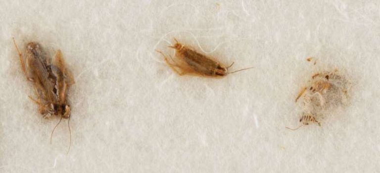 الملابس الداخلية المتسخة لإلفيس بريسلي