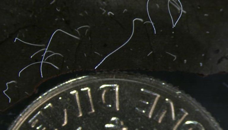 خيوط رفيعة من خلايا البكتيريا بجانب عملة معدنية أمريكية