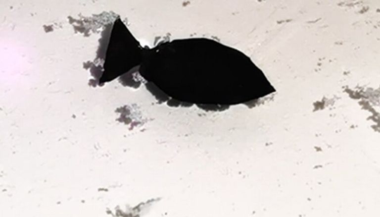 روبوت على شكل سمكة يعمل بالضوء يجمع المواد البلاستيكية الدقيقة أثناء السباحة