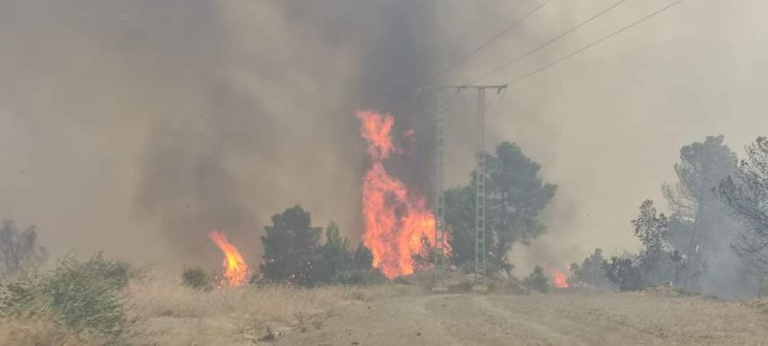 تجارة الفحم في الجزائر حرائق بغابات محافظة سطيف الجزائرية
