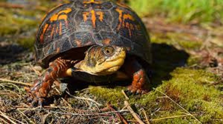 شيخوخة السلحفاة بطيئة للغاية