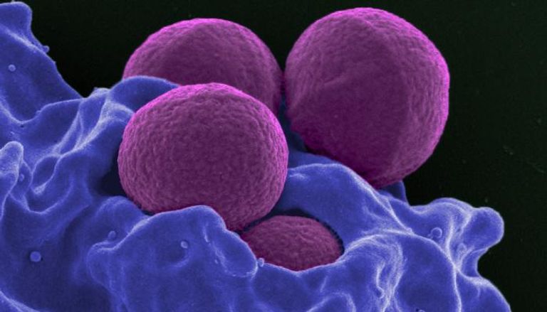 البكتيريا المقاومة للميثيسيلين