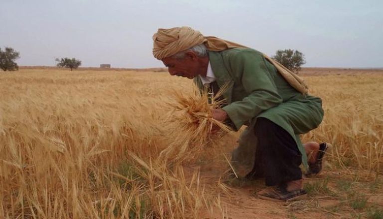 مزارع تونسي يجني محصول القمح