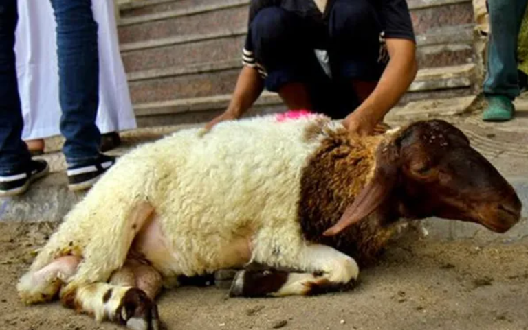 يجب الاطمئنان على سلامة الأضحية قبل شرائها