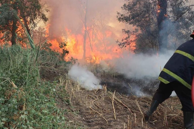 نيران متصاعدة في غابات الموصل