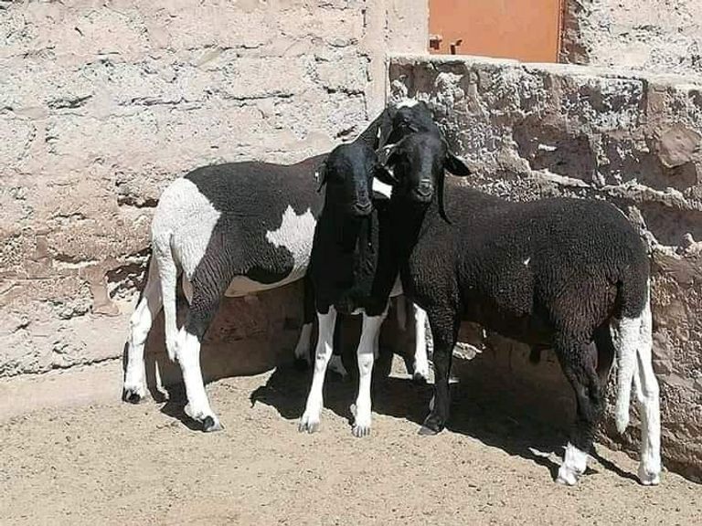 سلالة الدمان الجزائرية