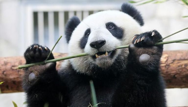 دراسة تؤكد أن حيوان الباندا كان له "إبهامان"