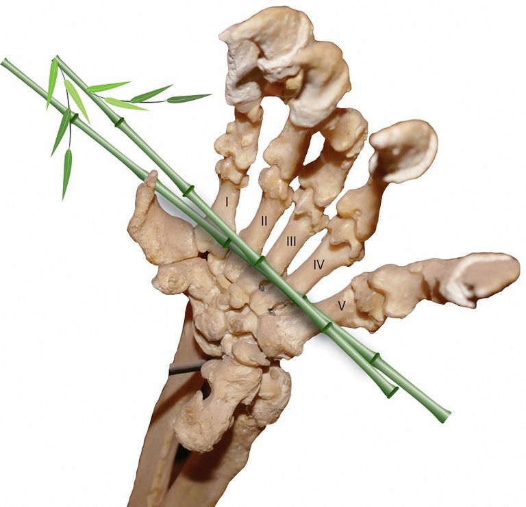 دراسة تؤكد أن حيوان الباندا كان له "إبهامان"