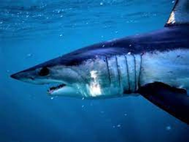 سواحل البحر الأحمر المصرية شهدت سبع هجمات لأسماك القرش خلال 12 عاما 