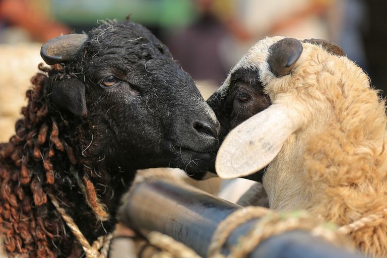 ما حكم الشرع في ظهور عيب على الأضحية قبل ذبحها؟ دار الإفتاء تجيب