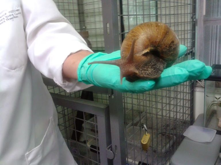 حلزون أفريقيا العملاق في فلوريدا