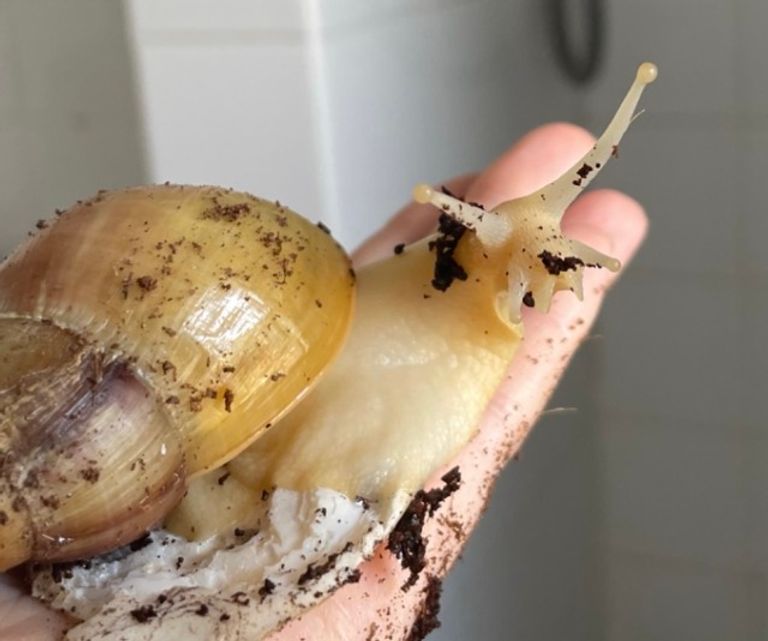 حلزون أفريقيا العملاق في فلوريدا