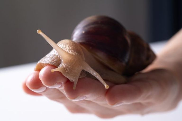 حلزون أفريقيا العملاق في فلوريدا