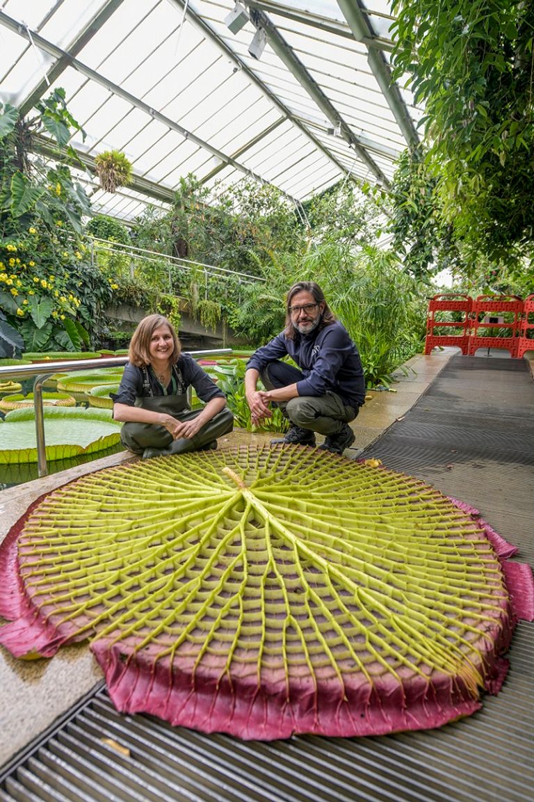 نبات فيكتوريا بوليفيانا