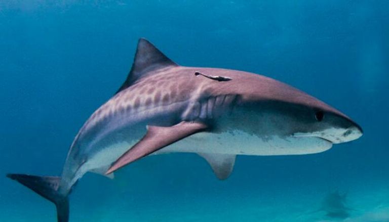 نصائح لتجنب هجوم أسماك القرش - أرشيفية