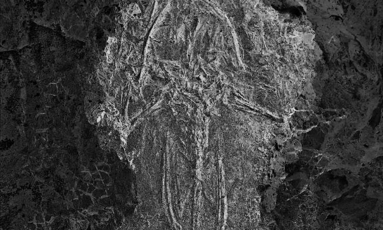 حفريات الضفادع في المستنقع الألماني