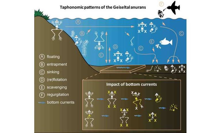 حفريات الضفادع في المستنقع الألماني
