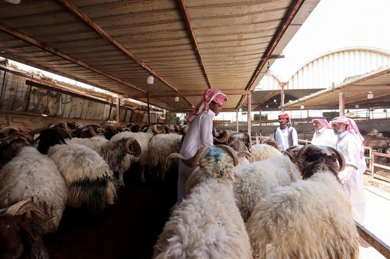 منافذ بيع الأضاحي في محيط الحرم المكي