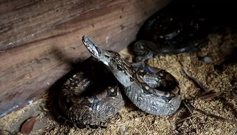 صادرات الحديقة تشمل الزواحف والعناكب والثعابين