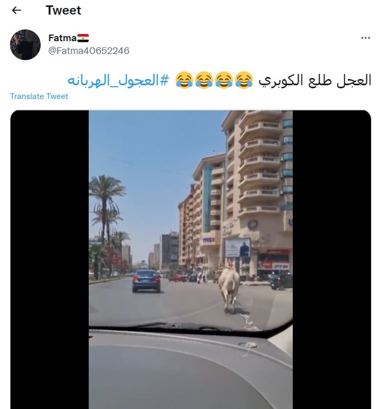 هروب عجول الأضاحي في مصر مسلسل مستمر - أرشيفية