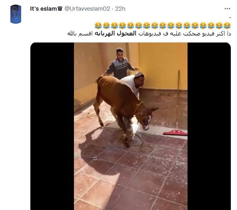 هروب عجول الأضاحي في مصر مسلسل مستمر - أرشيفية