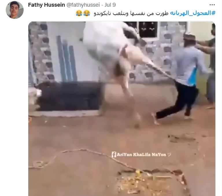 هروب عجول الأضاحي في مصر مسلسل مستمر - أرشيفية