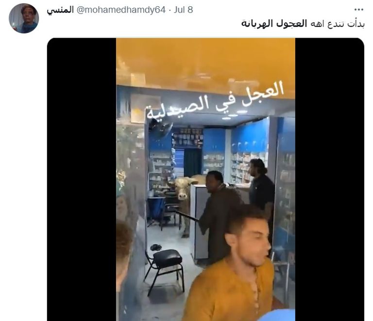 هروب عجول الأضاحي في مصر مسلسل مستمر - أرشيفية