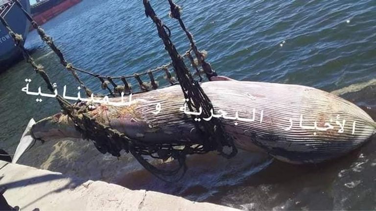 نفوق حوت ضخم بميناء بجاية الجزائرية حوت ضخم - أرشيفية