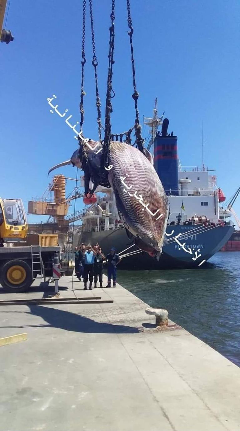 نفوق حوت ضخم بميناء بجاية الجزائرية حوت ضخم - أرشيفية