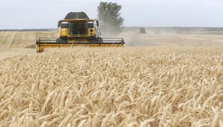 حقول القمح في أوكرانيا- أرشيفية