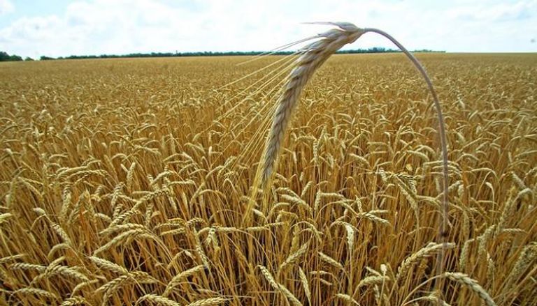 مصر تسعى لزيادة مخزونها من القمح