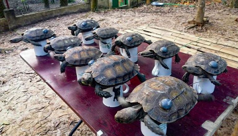 السلاحف البحرية الخضراء مهددة بالانقراض