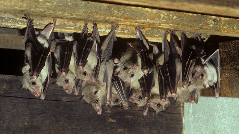 غانا سجلت إصابتين بفيروس ماربورج القاتل