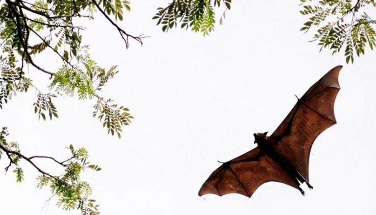 خفاش الفاكهة هو المسؤول عن نقل الفيروس
