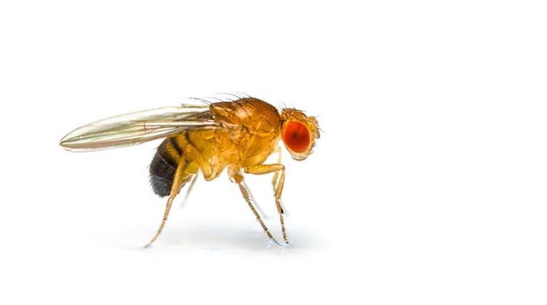 حشرة ذبابة الفاكهة