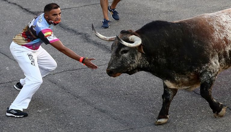 الركض مع الثيران تقليد إسباني قديم 