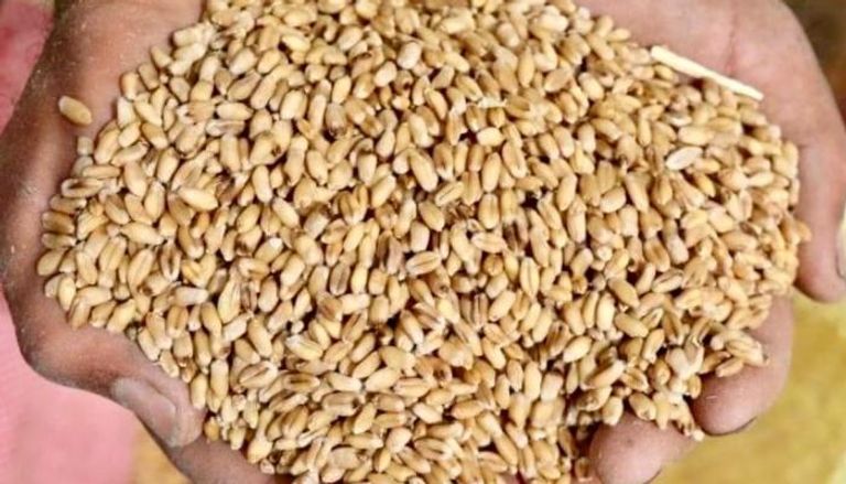 اليمن والهند.. مفاوضات لتسهيل إمدادات القمح