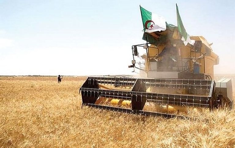 موسم الحصاد في الجزائر منتجات زراعية على شكل خارطة الجزائر