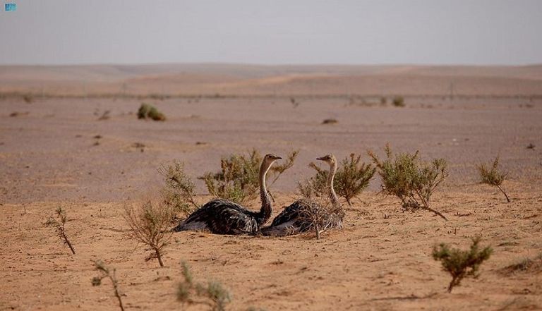 ارتفاع النعامة يبلغ 2.7 متر